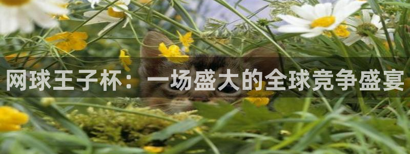 2026世界杯预选赛：网球王子杯：一场盛大的全球竞争盛宴
